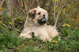 LHASSA APSO 257